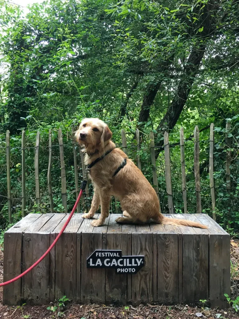 un chien sur un bloc de bois regarde l'objectif